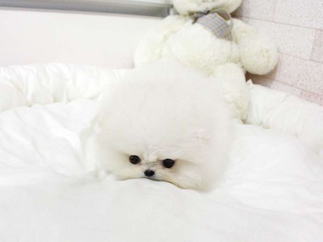 Wunderschöne Zwergspitz Pomeranian-Welpen