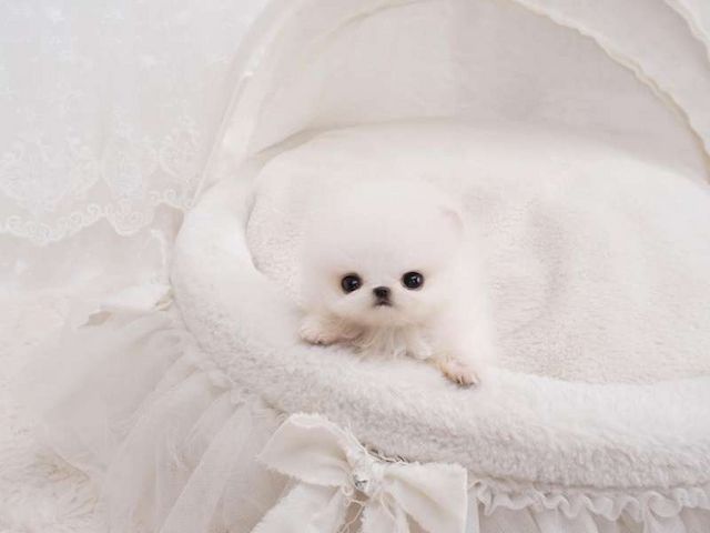 Wunderschöne Zwergspitz Pomeranian-Welpen