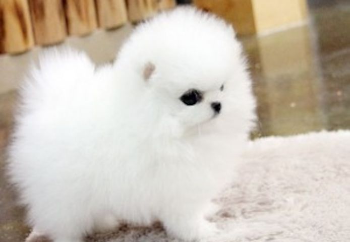 Zwergspitz-Pomeranian Welpen