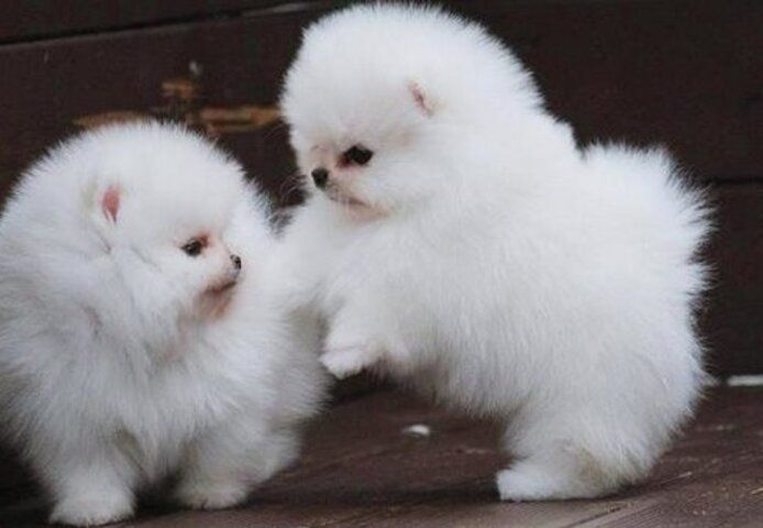 Pomeranian Zwergspitz Welpen Boo