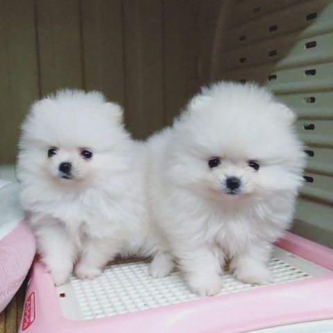 Reinrassige Pomeranian welpen