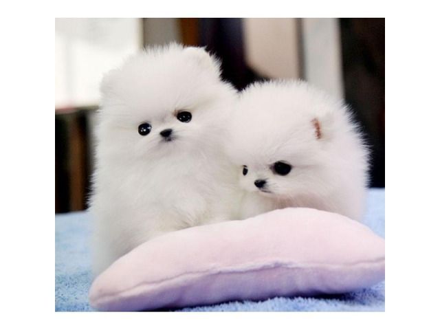 Reinrassige Pomeranian welpen