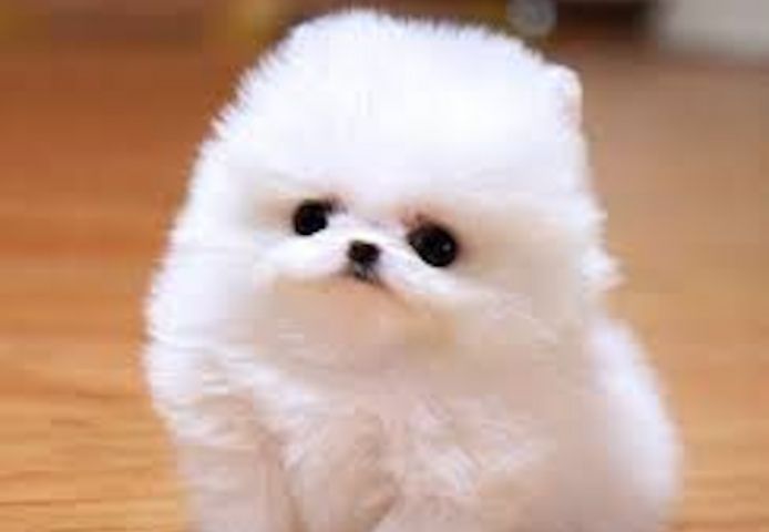 Wunderschöne Pomeranian-Welpen