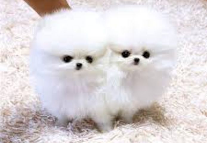 Mini Pomeranian Zwergspitz Welpen. Mannlich und weiblich