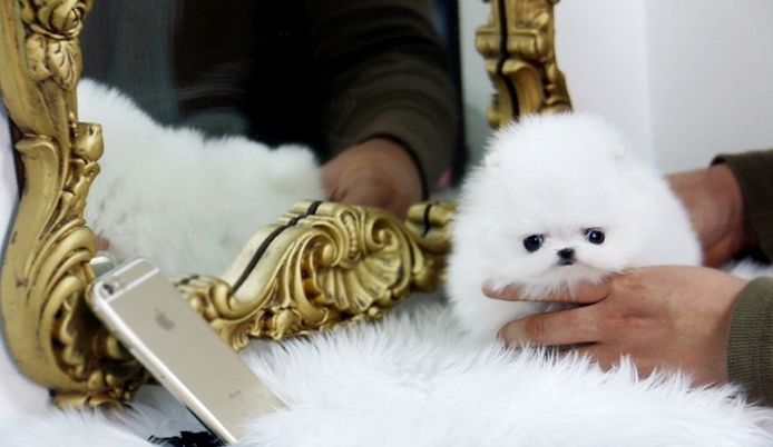 Mini Pomeranian Zwergspitz Welpen. Mannlich und weiblich