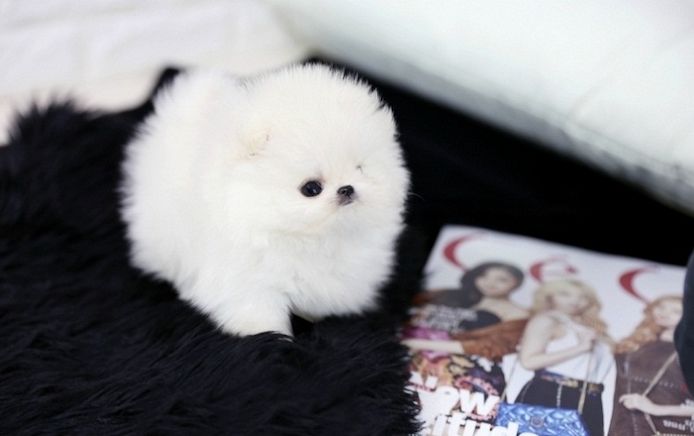 Mini Pomeranian Zwergspitz Welpen. Mannlich und weiblich