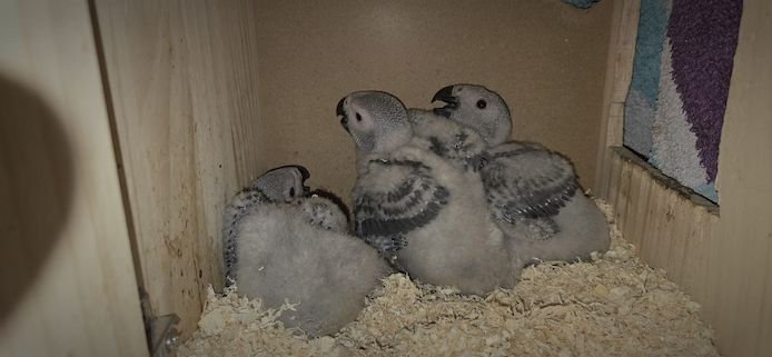 2 männliche (0,1) Graupapageien-Jungvögel mit Herkunftsnachweis aus Berlin – Abgabebereit