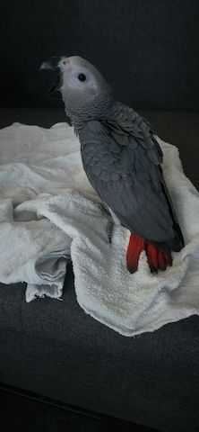 2 männliche (0,1) Graupapageien-Jungvögel mit Herkunftsnachweis aus Berlin – Abgabebereit