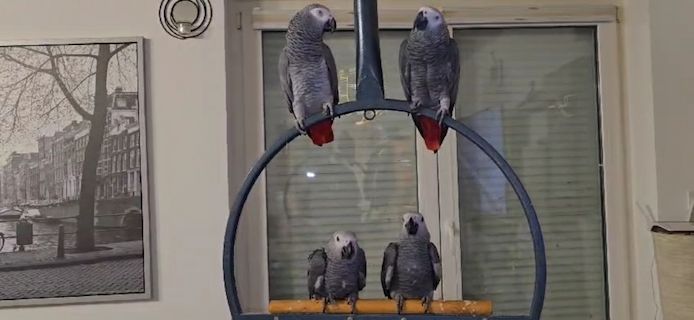 2 männliche (0,1) Graupapageien-Jungvögel mit Herkunftsnachweis aus Berlin – Abgabebereit