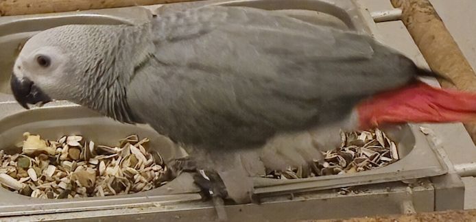 2 männliche (0,1) Graupapageien-Jungvögel mit Herkunftsnachweis aus Berlin – Abgabebereit