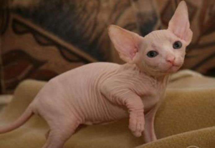 Schone Sphynx