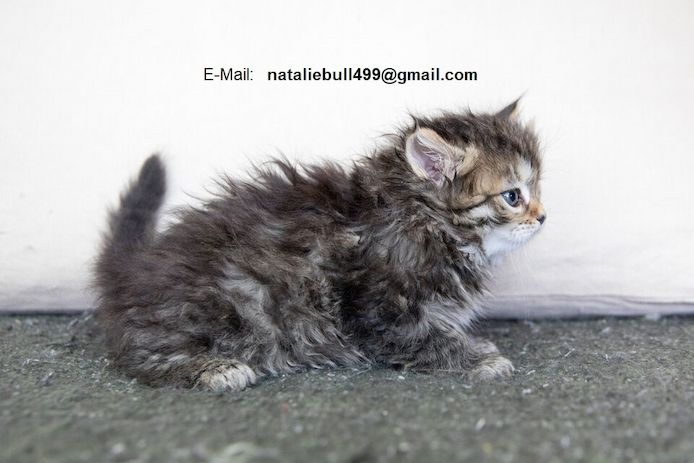 Maine Coon Kätzchen,,