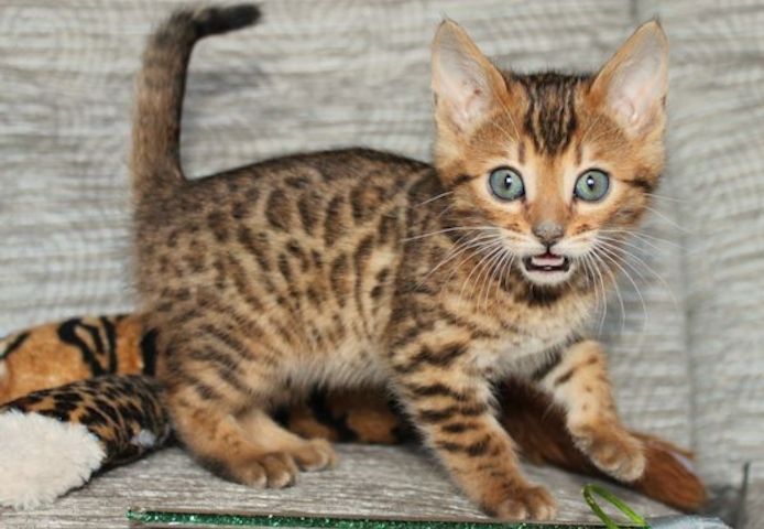 BENGAL-Kätzchen,