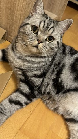 Wunderschöner Britisch Kurzhaar Kater wegen Umzug abzugeben