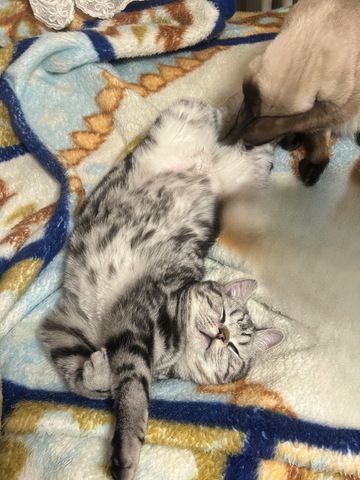 Wunderschöner Britisch Kurzhaar Kater wegen Umzug abzugeben