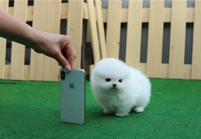 MINI POMERANIAN ZWERGSPITZ BOO WELPEN