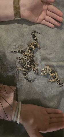 4 Leopardgeckos