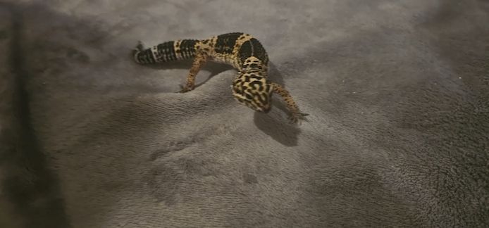 4 Leopardgeckos