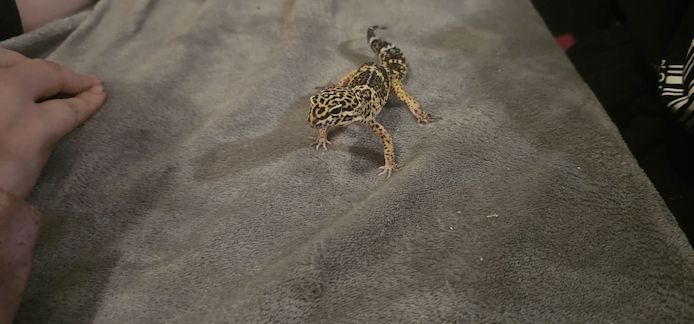 4 Leopardgeckos