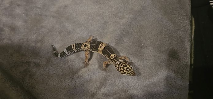 4 Leopardgeckos