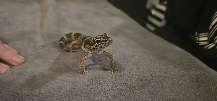 4 Leopardgeckos