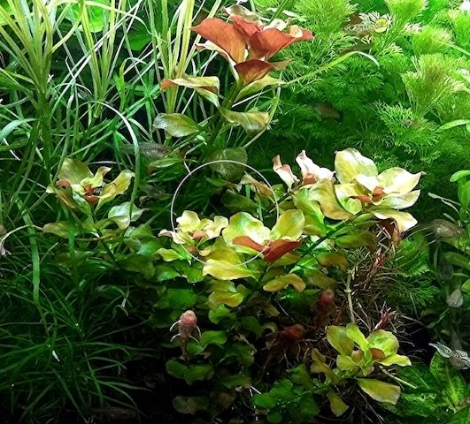 Bunte Ludwigie (Mesakana), Wasserpflanze, Versand/ Abholung