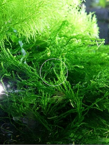 Flammenmoos, Aquariumpflanze, Versand/ Abholung