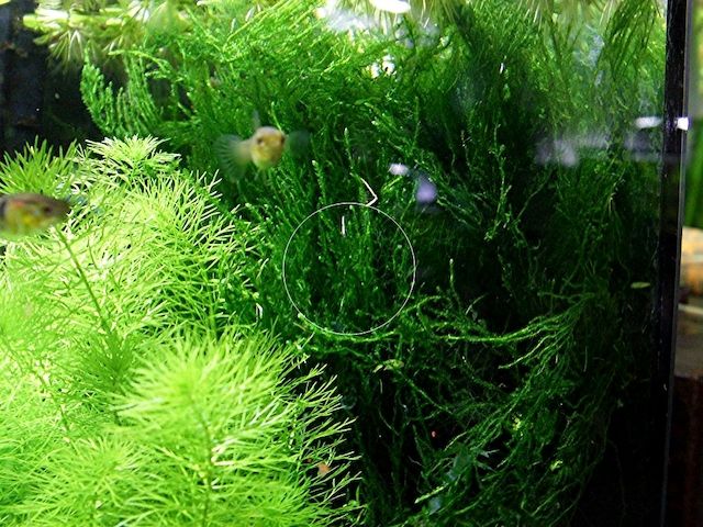 Flammenmoos, Aquariumpflanze, Versand/ Abholung
