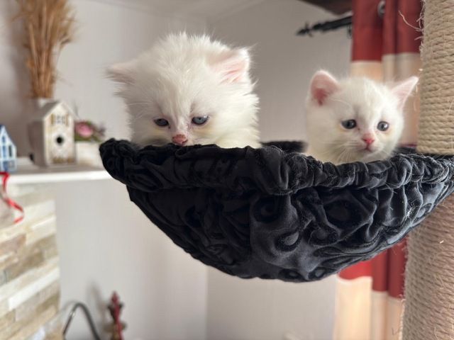 Munchkin Baby Katze Kitten Weiss