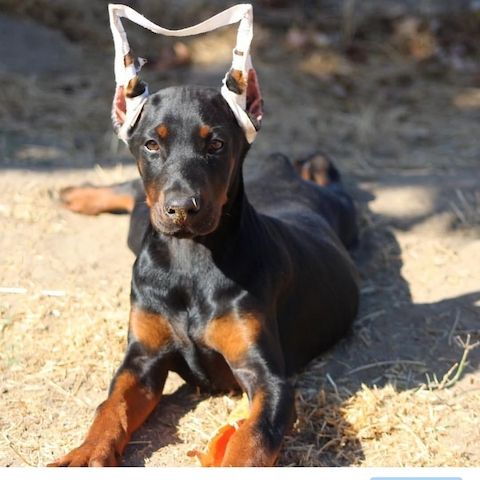 Dobermann-Welpen – reinrassig mit Papieren und Ahnentafel