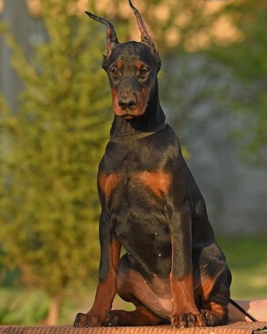 Dobermann-Welpen – reinrassig mit Papieren und Ahnentafel