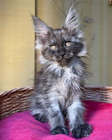 Exotische, flauschige Europäische Maine-Coon-Kätzchen.