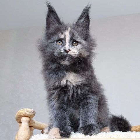 Exotische, flauschige Europäische Maine-Coon-Kätzchen.