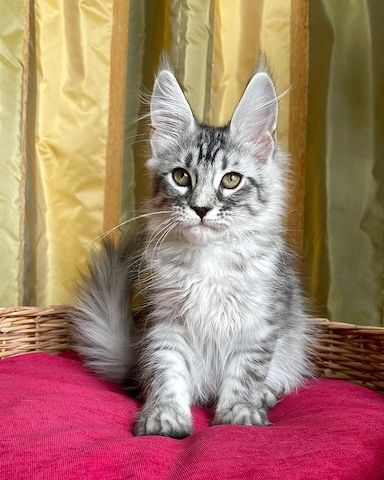 Exotische, flauschige Europäische Maine-Coon-Kätzchen.