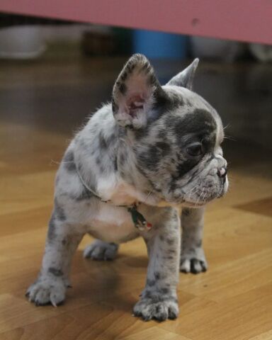 Elite Französische Bulldoggen-Welpen