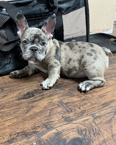 Elite Französische Bulldoggen-Welpen