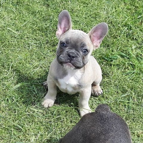 Elite Französische Bulldoggen-Welpen
