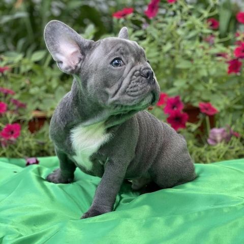 Elite Französische Bulldoggen-Welpen