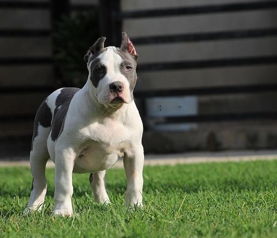 Exklusive American Bully XL Welpen.