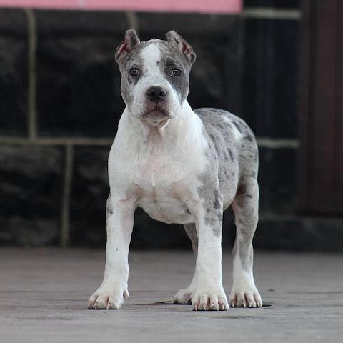Exklusive American Bully XL Welpen.
