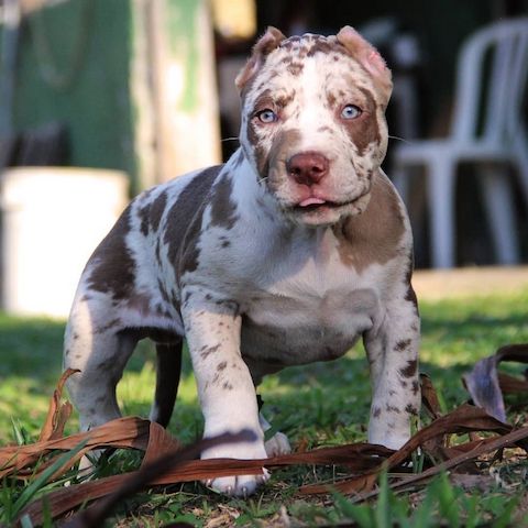 American Bully XL Welpen mit wunderschönen Farben.