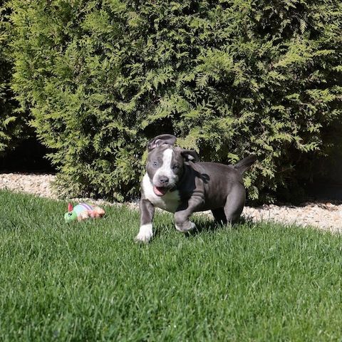 American Bully XL Welpen mit wunderschönen Farben.