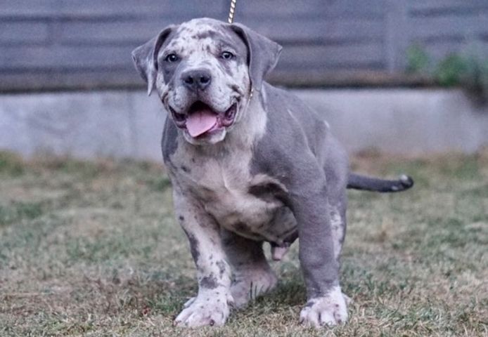 American Bully XL Welpen mit wunderschönen Farben.