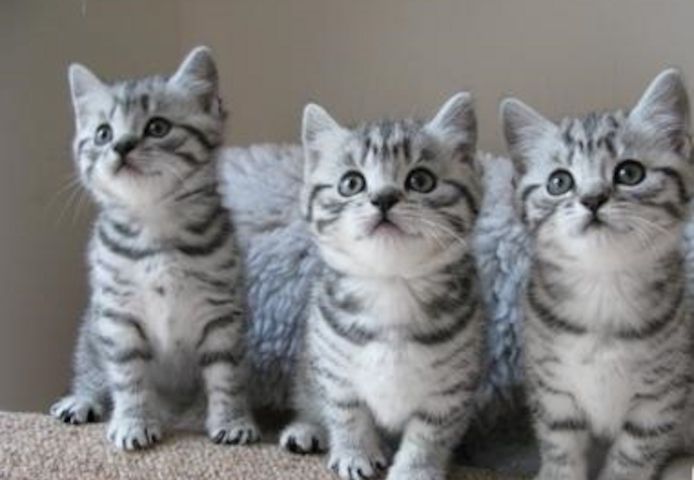 BKH Britisch Kurzhaar Katzen