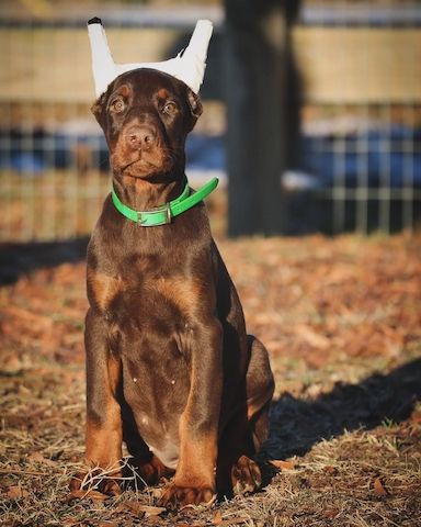 Verkaufe Dobermannwelpen