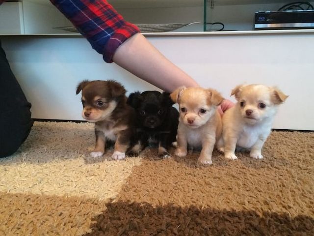 MINI chihuahua-Welpen