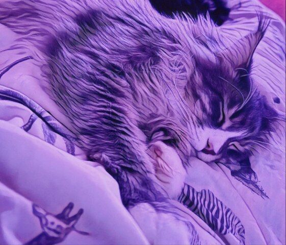 Wunderschöne junge Maine Coon Kater Katze Kätzchen