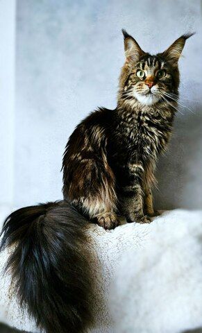Wunderschöne junge Maine Coon Kater Katze Kätzchen
