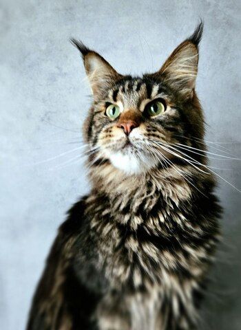 Wunderschöne junge Maine Coon Kater Katze Kätzchen