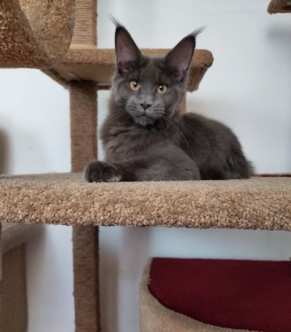 Bezaubernde Maine Coon kitten mit stammbaum N/N genetisch frei von Erbkrankheiten